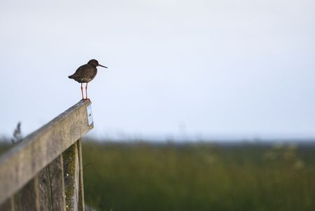 Vogel auf dem Geländer