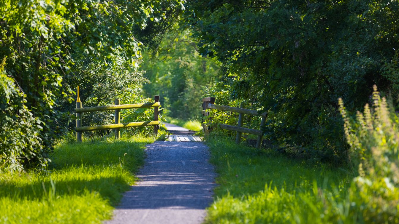Weg durch die Bäume