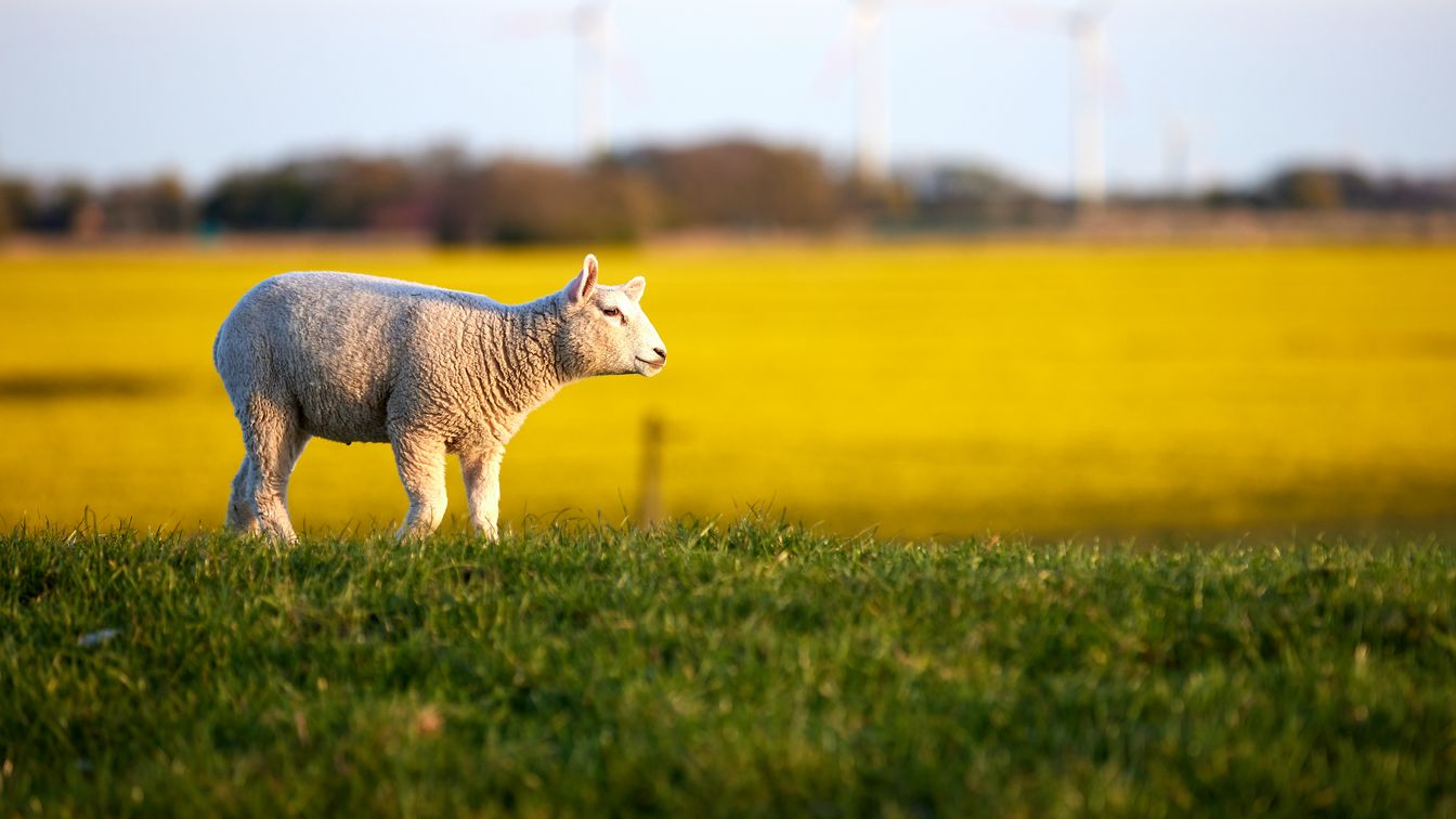 Lamm in der Sonne