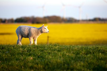 Lamm in der Sonne