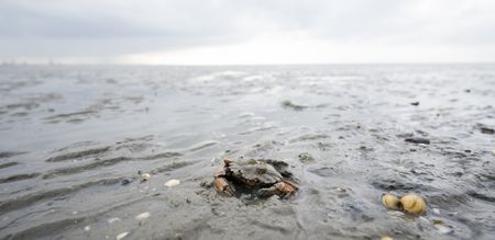 Krebs im Wattenmeer