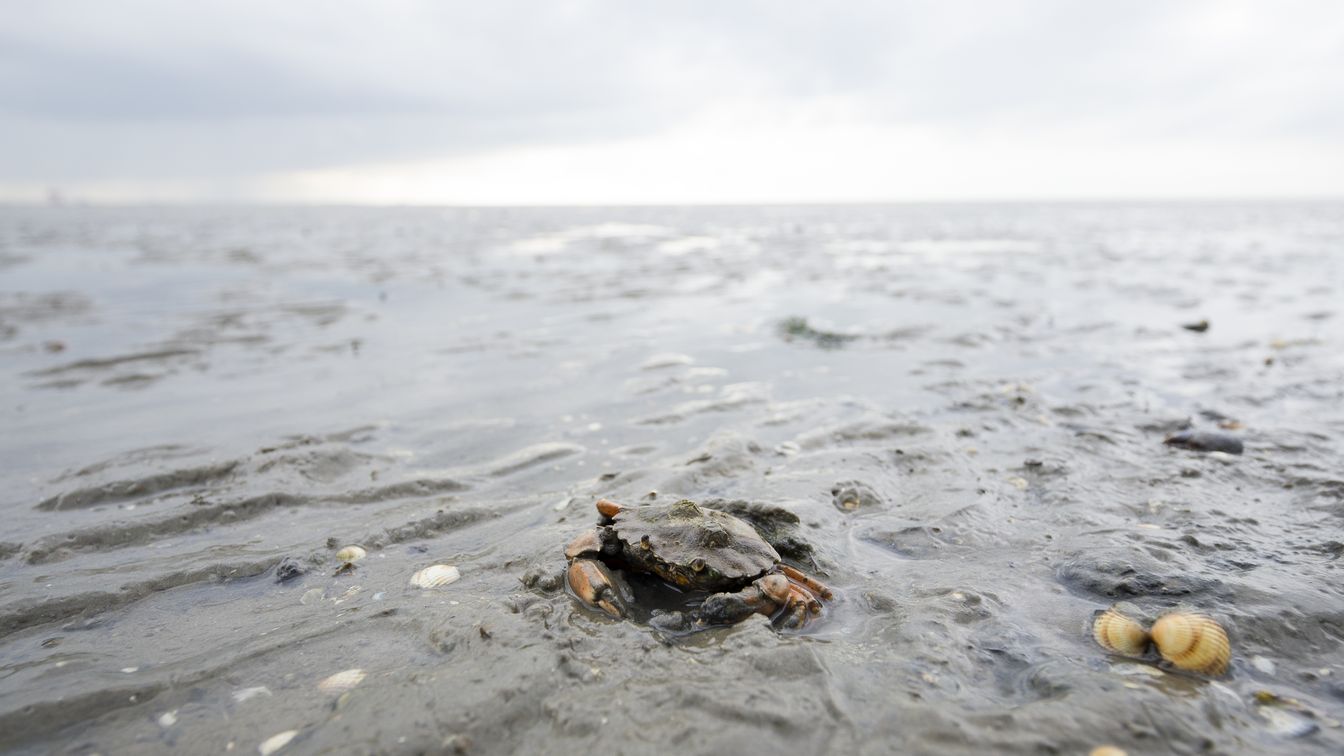 Krebs im Wattenmeer