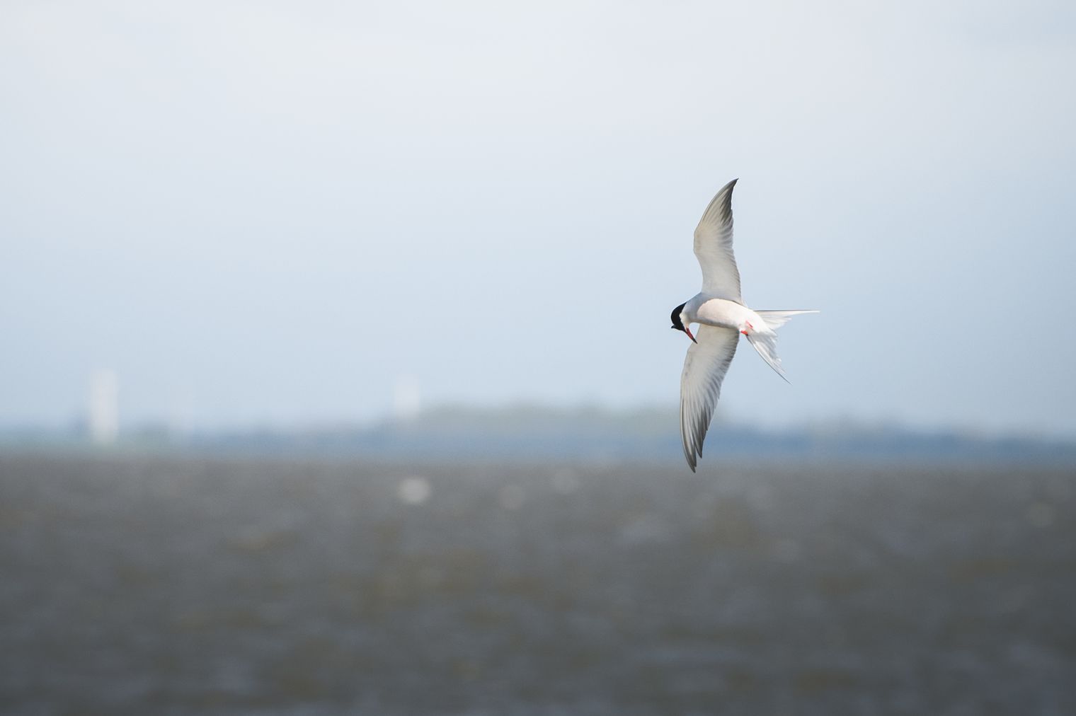 Vogel über der Nordsee