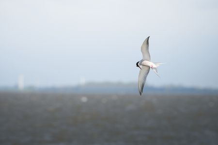 Vogel über der Nordsee