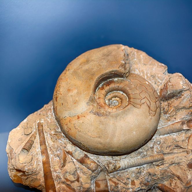 Fossil