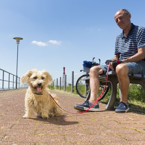 Mit Hund in Eckwarderhörne