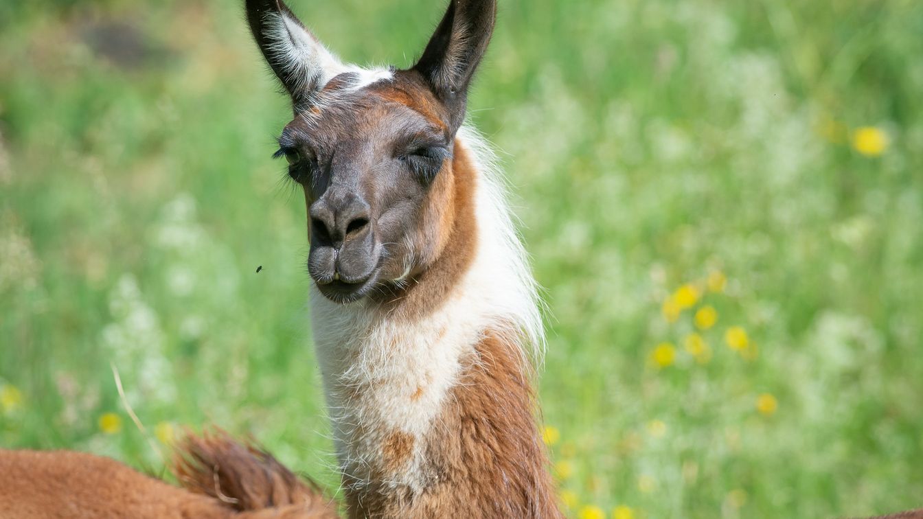 Lama