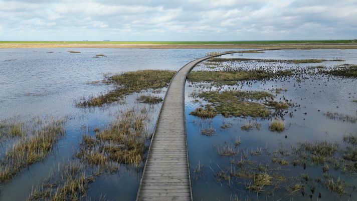 Flut und Pflanzen im Langwarder Groden